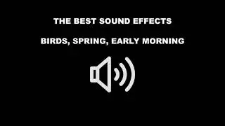 BIRDS, SPRING, EARLY MORNING