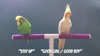 HOW TO TAME A BIRD!