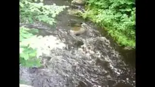 Петербург Речной и Дворцово-Парковый