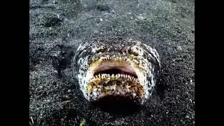 ✨РЫБА ЗВЕЗДОЧЕТ✨