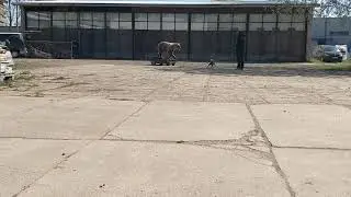 Petotesti Domi, Kouvola 9.5.2019