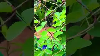 Cardener... When cat in disguise with nature | (mama sure angry)