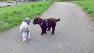 8,5 weeks old Barbet puppy meet a very strange dog.. :-)
