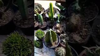 MINHA PEQUENA COLEÇÃO DE CACTOS 🌵 🌵 #plantas