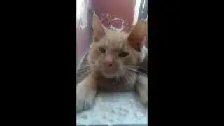 Que viva el rey latino Gato parodia latino