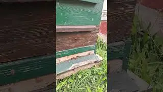 ПЧЁЛЫ