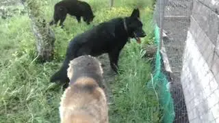 Наши собаки бегают в огороде - НЕМЕЦКИЕ ОВЧАРКИ 🐶🐺