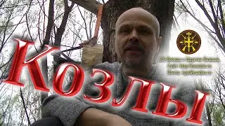 Козлы и овцы