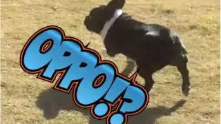 [HD] Japanese 