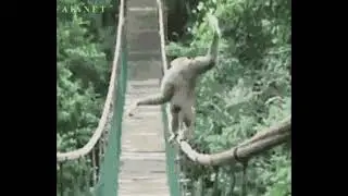 WALKING MONKEY