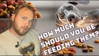 How Much Should You Feed Your Dog Each Day? - Paws 2 Care 4