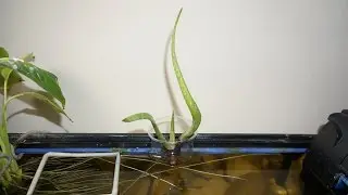 Aloe in aquarium