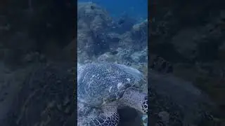I like Turtles! Travel Matters enjoying some Turtle-mania in the underwater world the Maldives🇲🇻