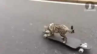 ВО КОТ ДАЁТ!