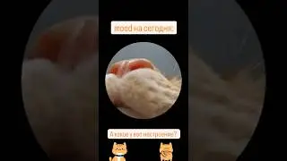Тренд 