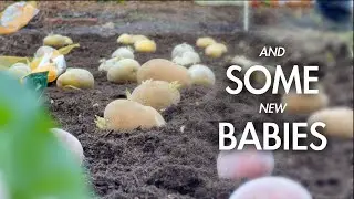 078 || Finally Planting Some Potatoes