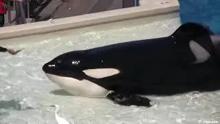 SeaWorld Trainers in the Water with Killer Whales