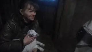 Трудный окот, патология у козлят и окормлении козлят