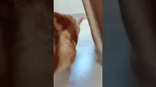 кот АЛЕКС ❤❤