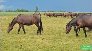 Седьмой день после установки электро пастуха. Лошади умнее коров.