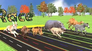 African Animal Race in Rainy Day, Camel, Zebra, Hyena, Warthog, Wild Ass, Gazelle