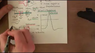 Voltage Gated Potassium Channels Part 2