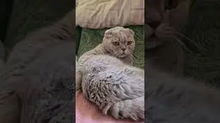 Красавчик