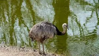 Ostrich in 4K | Birds | The Largest Bird on The Land
