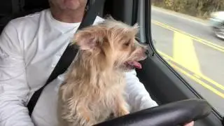 Roscoe gets to drive on Sundays