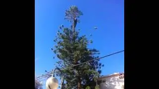 גיזום עץ הרוקריה ע״י חוטב הצפון. נייד: 0509541395