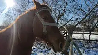 Купили трёх 🐮и Кобылку 🐴 Зорька