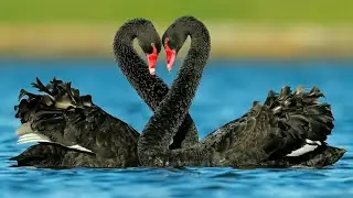 ПРЕКРАСНЫЕ ЧЁРНЫЕ ЛЕБЕДИ🖤❤Beautiful Black Swan🖤❤