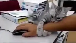 Кот не дает работать