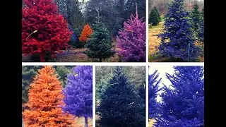 Take a Magical Stroll Through Colored Christmas Tree Farm