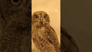 Так вкусно что аж глаза закрывает😆. #домашняясова #сплюшка
