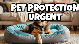 Why You Need Pet Insurance Now