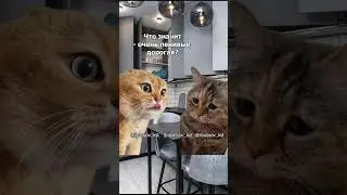 Дорогая, а что у нас сегодня на ужин? #тренд #приколы #коты #мемыскотами#веселыекоты