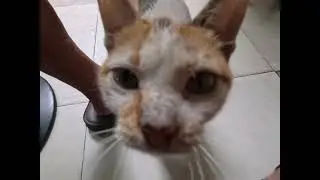 Lonely stray cat befriend with me