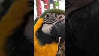 Parrot Talking - Smart And Funny Parrots Video | EP706