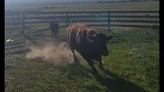 Bull charges at me!! Returning steer to mom