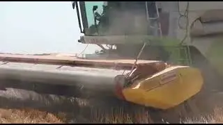 Уборка зерновых очесывающей жаткой  "Эффекта 7 м"