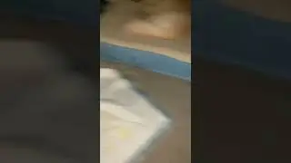 My dog