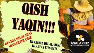 Qish yaqin. Asalarilarni qisqartiramiz.