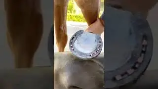 حدوة الفرس
