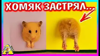 В какую НОРУ пролезет ХОМЯК? / лабиринт для хомяков / Алиса Изи Петс / Alisa Easy Pets