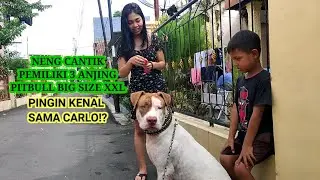 CARLO ( ANJING PITBULL X ) KENALAN SAMA GADIS CANTIK PEMILIK 3 ANJING PITBULL BIG SIZE
