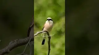 Kızılsırtlı örümcekkuşu #keşfet #shorts #birds