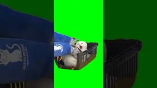 Screaming Cat Meme (Green Screen)