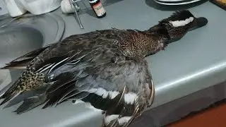 Охота с подсадной Уткой.  Добыл Чирка-Трескунка