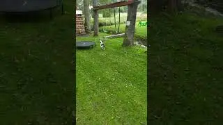 My dog understands more languages than average HvHer